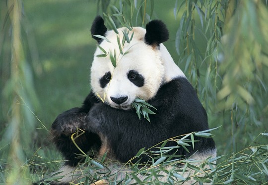 panda et bambou